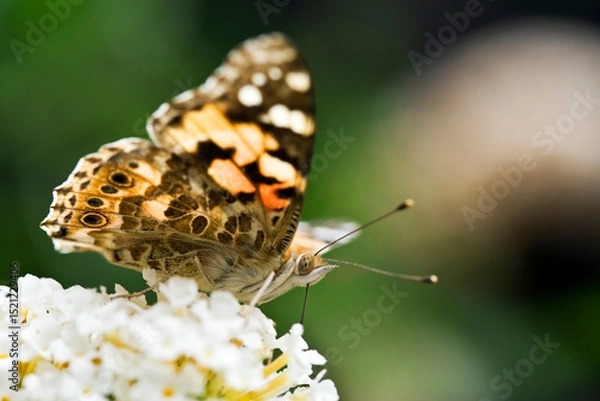 Fototapeta Pianted Lady butterfly sucking nectar from flower close-up