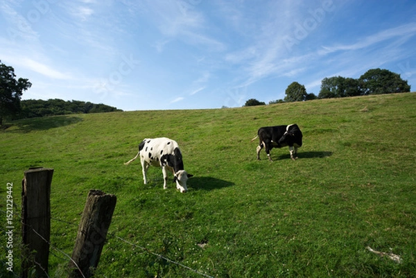 Fototapeta two black and white Holstein cows on a meadow