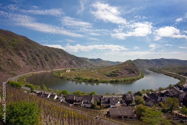 Fototapeta Mosel bow near village of Bremm, vineyards of Calmont hill in foreground