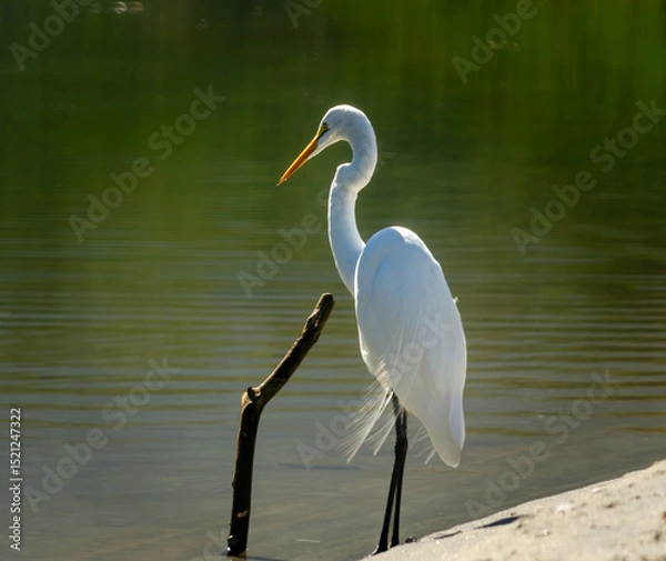 Obraz great blue heron