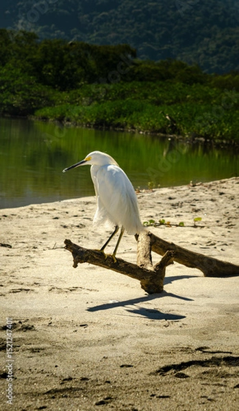 Obraz great blue heron