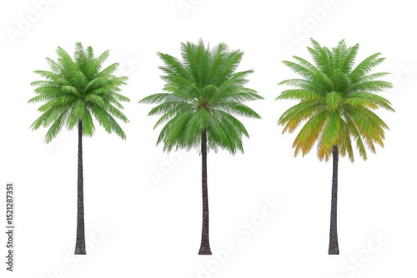 Fototapeta Three tall palm trees with lush green fronds stand side by side, showcasing different shades of green and brown. trunks are slender and textured, adding tropical feel to scene