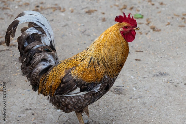 Fototapeta Portrait of an angry red rooster with a red comb and wattles, luxurious gray tail. A rooster is walking in the street