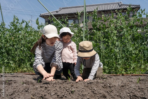 Fototapeta 畑作業をする親子