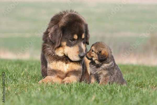 Obraz adulte et petit dogue du tibet couché nez à nez dans l'herbe