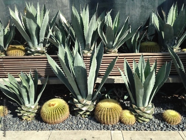 Obraz agave cactus