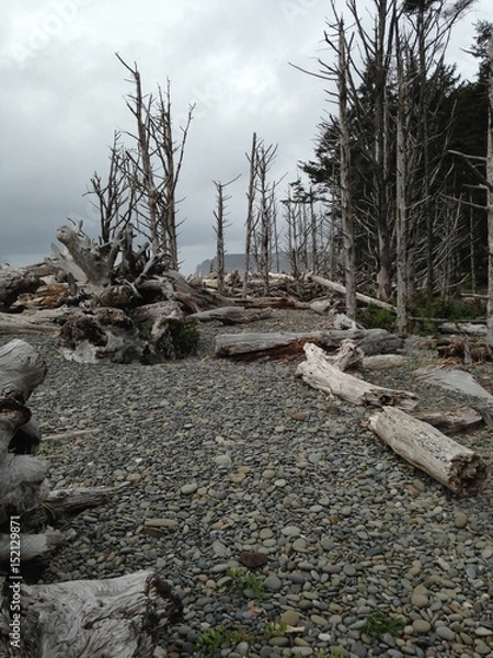 Obraz  trees cost line