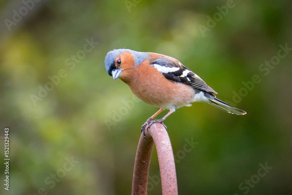 Fototapeta Common Chaffinch