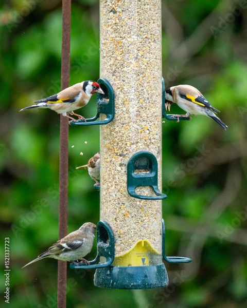 Fototapeta Multiple birds feeding