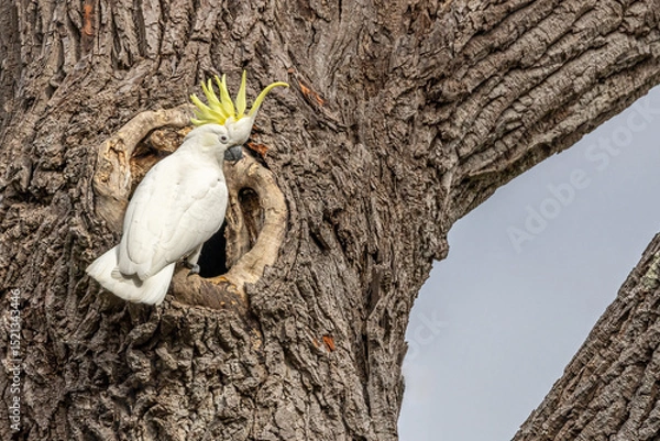 Fototapeta Close-up on a Sulphur-crested Cockatoo (Cacatua galerita) with raised crest, perched on the edge of a tree hollow, and looking at camera.