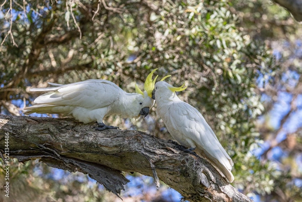Fototapeta Sulphur-crested Cockatoo (Cacatua galerita) preening its partner, displaying the yellow crest while perched on a tree branch.