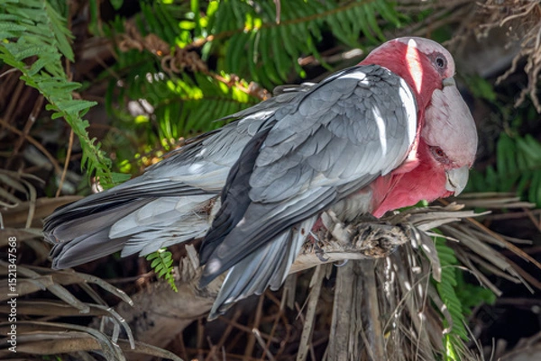 Fototapeta Close-up of a male Galah (Eolophus roseicapilla)  preening a female while perched on a palm tree with green fern fronds in the background. The male has a black eye, the female reddish.