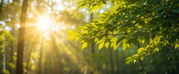 Fototapeta Sunlight sky trees, trees spring photo background, green abstract nature background. Dreamy summer forest background with bokeh and glowing sun rays through fresh foliage.