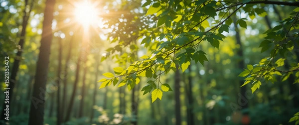Fototapeta Trees spring photo background, spring nature sunlight, sunlight green plant. Peaceful nature scene with vibrant green canopy and soft sunlight, springtime atmosphere.