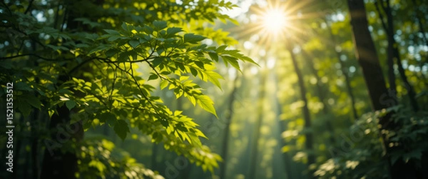 Fototapeta Green abstract nature background, spring nature sunlight, sunlight green plant. Sunlit forest in spring with lush green leaves and warm sunlight filtering through the trees.