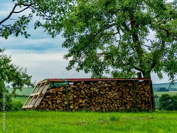 Fototapeta Brennholz lagert auf einer Wiese im Frühjahr