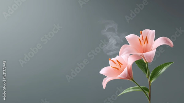 Fototapeta Two pink lilies bloom, soft and graceful, evoking feeling of peace