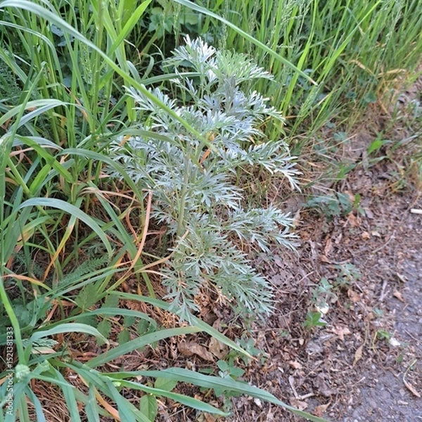 Obraz aloe vera plant