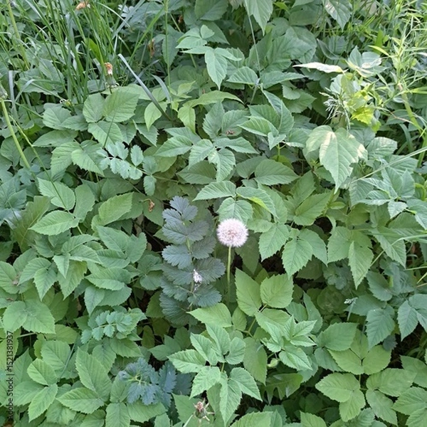 Obraz green leaves background