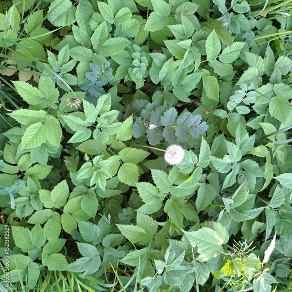 Obraz green leaves background