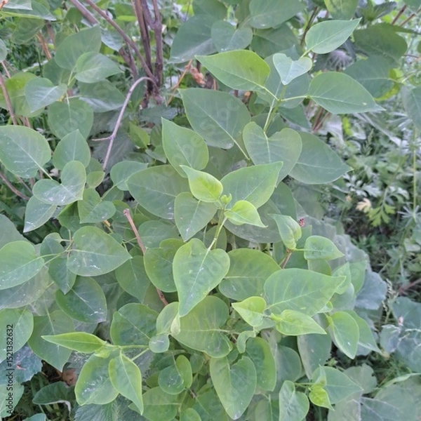Obraz green leaves background