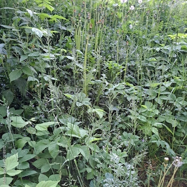 Obraz rows of green plants