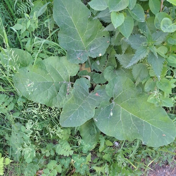 Obraz green leaves background burdock plant