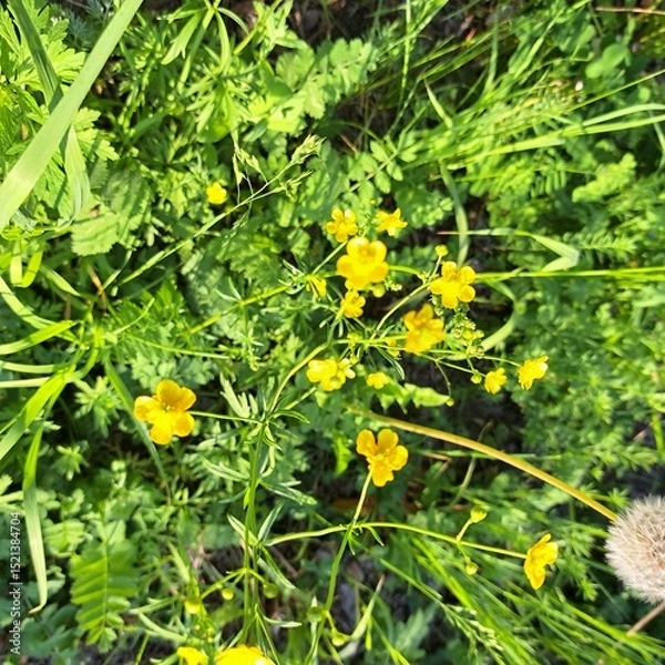 Obraz dandelions in the grass