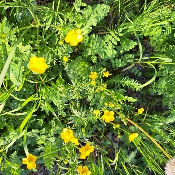 Obraz yellow flowers in the garden