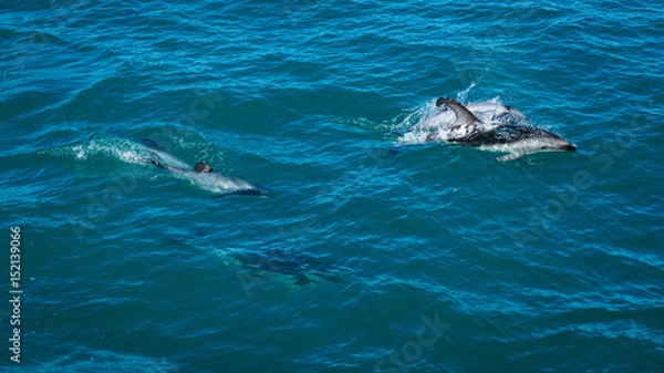 Obraz Joyful Dolphins