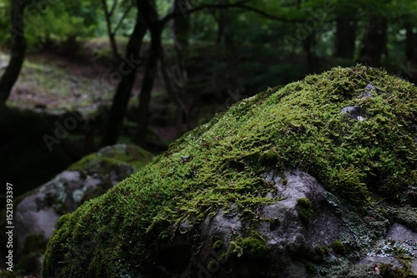 Obraz 苔の生えた大きな岩