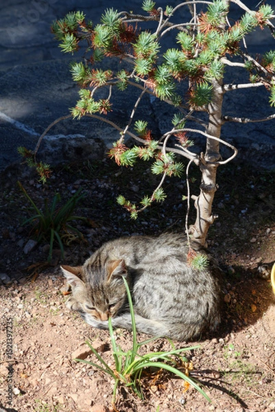 Fototapeta Little cat relaxing on ground under conifer tree (Delphi, Greece)