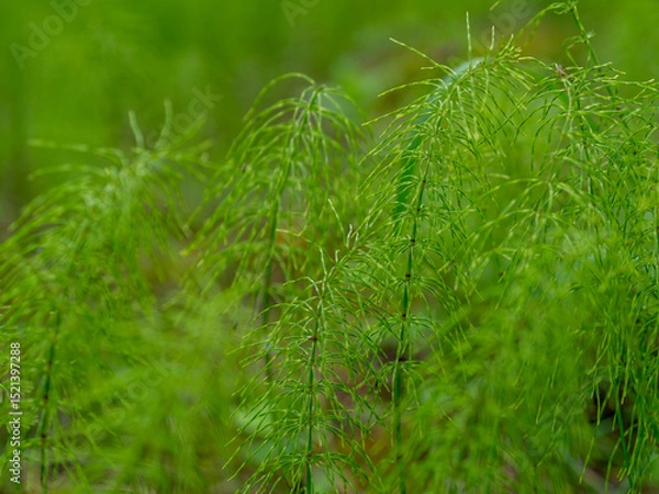 Fototapeta Lush green stems of the field horsetail with blurry background. Equisetum arvense, the field horsetail or common horsetail. Prehistoric plants today   
