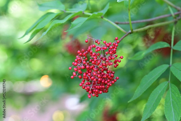 Obraz 赤い実をつけたニワトコ