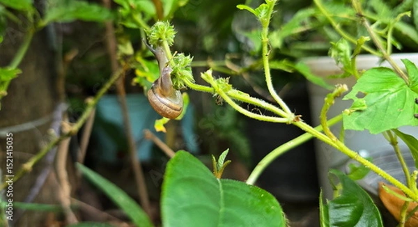 Obraz Hemiplecta Distincta feeds on young branches. In vegetable garden can see Garden Snails have brown, round shells and two antennae. They eat produce, causing damage, shoots often cut off and eat leaves