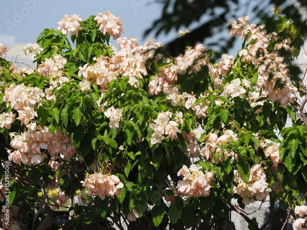 Obraz Mussaenda ‘Queen Sirikit’ has dark pink petal bases and light pink tips,The flowers are yellow star-shaped. Mussaenda haspink petal bases that contrast with green leaves. has 5 sepals resembling petal