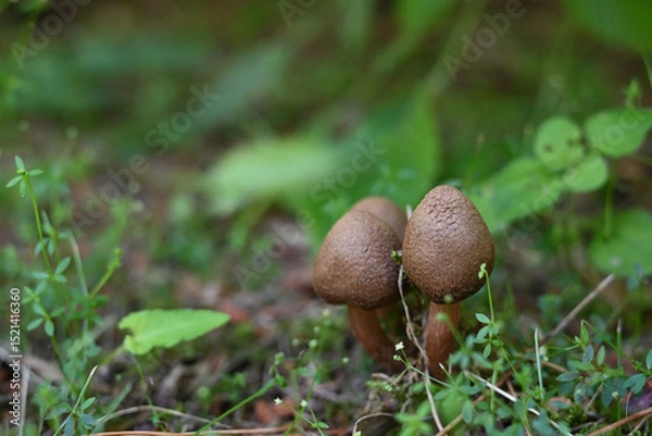 Obraz 茶色い小さなキノコのイメージ