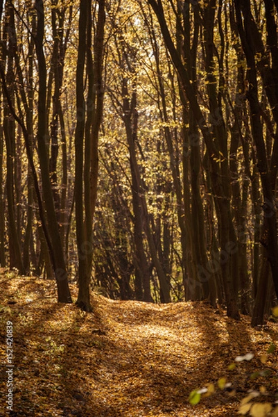 Fototapeta Middle of the autumn forest. Sun is shining through colorful leaves. Seasonal fall background