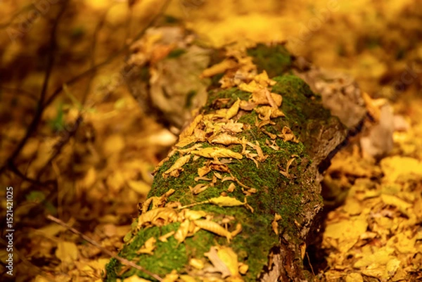 Fototapeta Autumn tree trunk with moss and leaves in the forest. Seasonal fall background