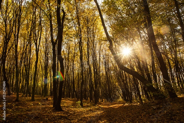 Fototapeta Middle of the autumn forest. Sun is shining through colorful leaves. Seasonal fall background