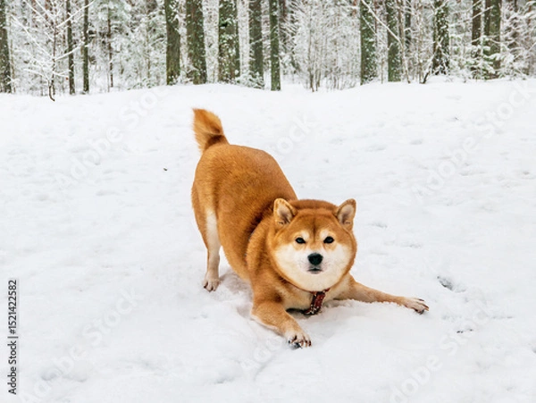 Fototapeta Funny friendly brown Shiba Inu dog in the winter forest