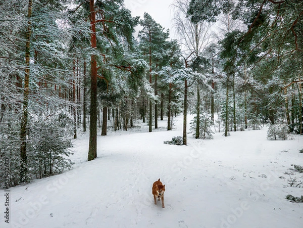 Fototapeta Funny friendly brown Shiba Inu dog in the winter forest