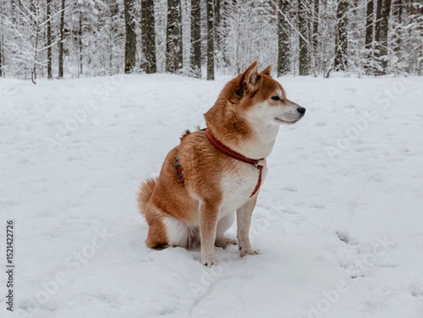 Fototapeta Funny friendly brown Shiba Inu dog in the winter forest