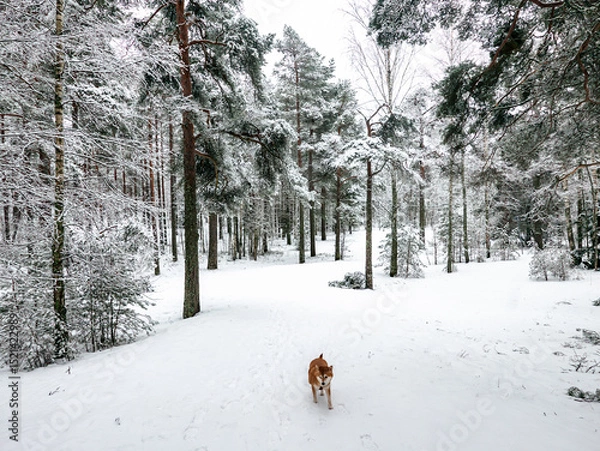 Fototapeta Funny friendly brown Shiba Inu dog in the winter forest