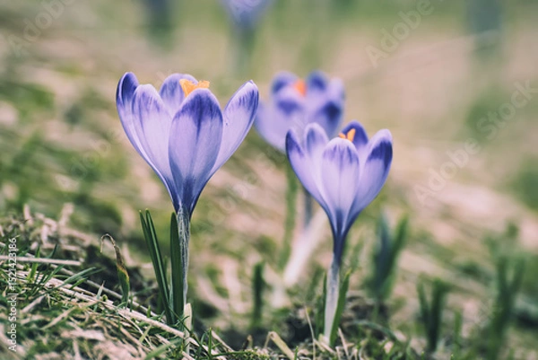 Fototapeta Spring crocus flowers, Easter background