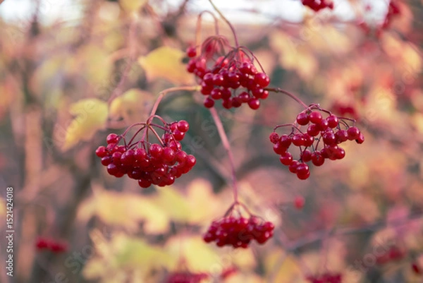 Fototapeta Red berries of viburnum in the wild