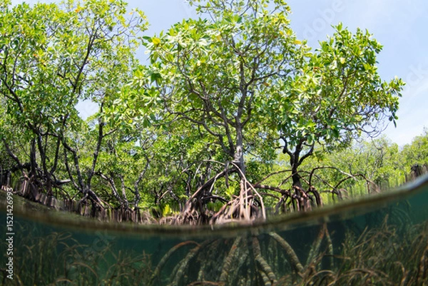Obraz Sunlight filters down into an extensive mangrove forest found on the island of Lembata in the Lesser Sunda Islands of Indonesia. Mangroves play a vital ecological role and are tied to coral reefs.