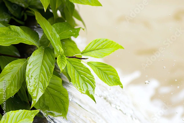 Obraz Lush green leaves frame flowing water, creating serene atmosphere filled with nature beauty and tranquility