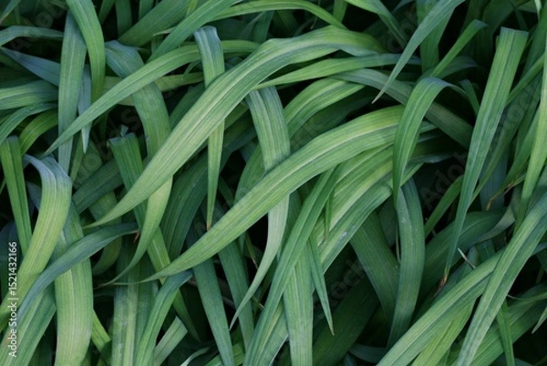 Fototapeta 왕원추리