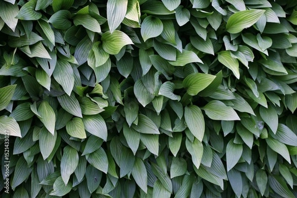 Fototapeta 호스타